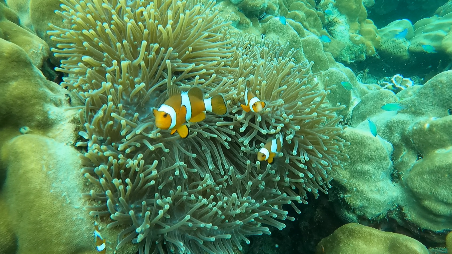 Island Hopping and Snorkeling one day trip