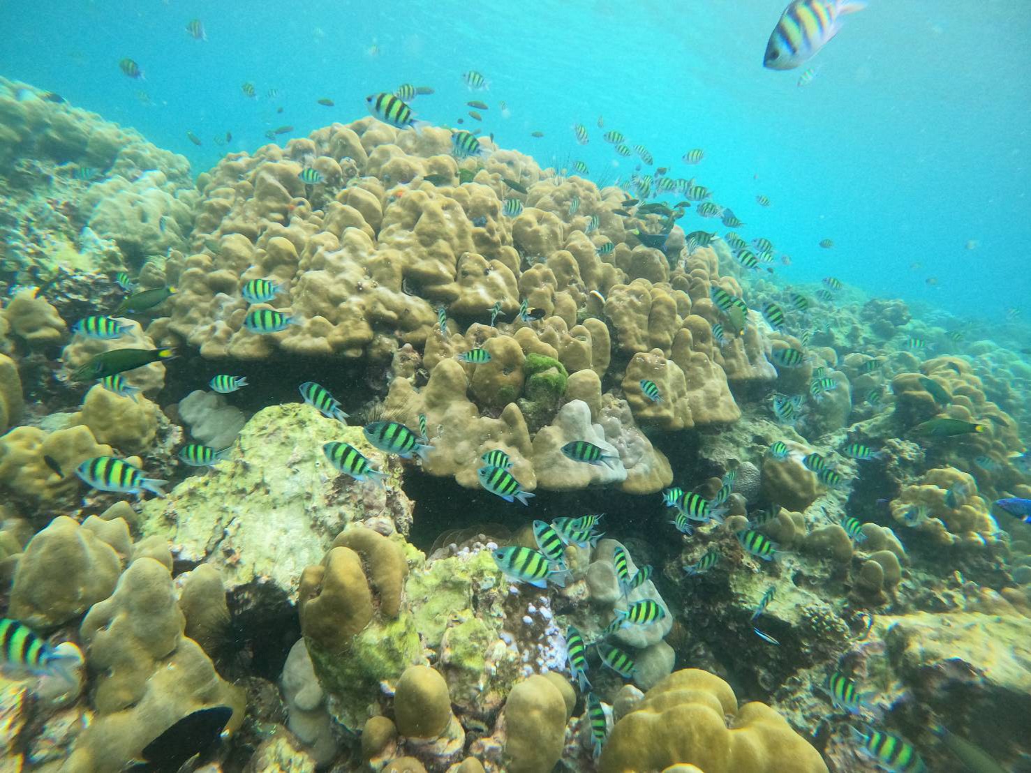 Island Hopping and Snorkeling one day trip